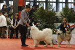 Meilleur Puppy Bordeaux 2016